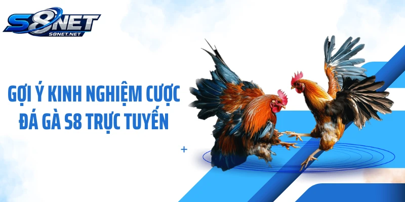 Gợi ý kinh nghiệm cược đá gà S8 trực tuyến